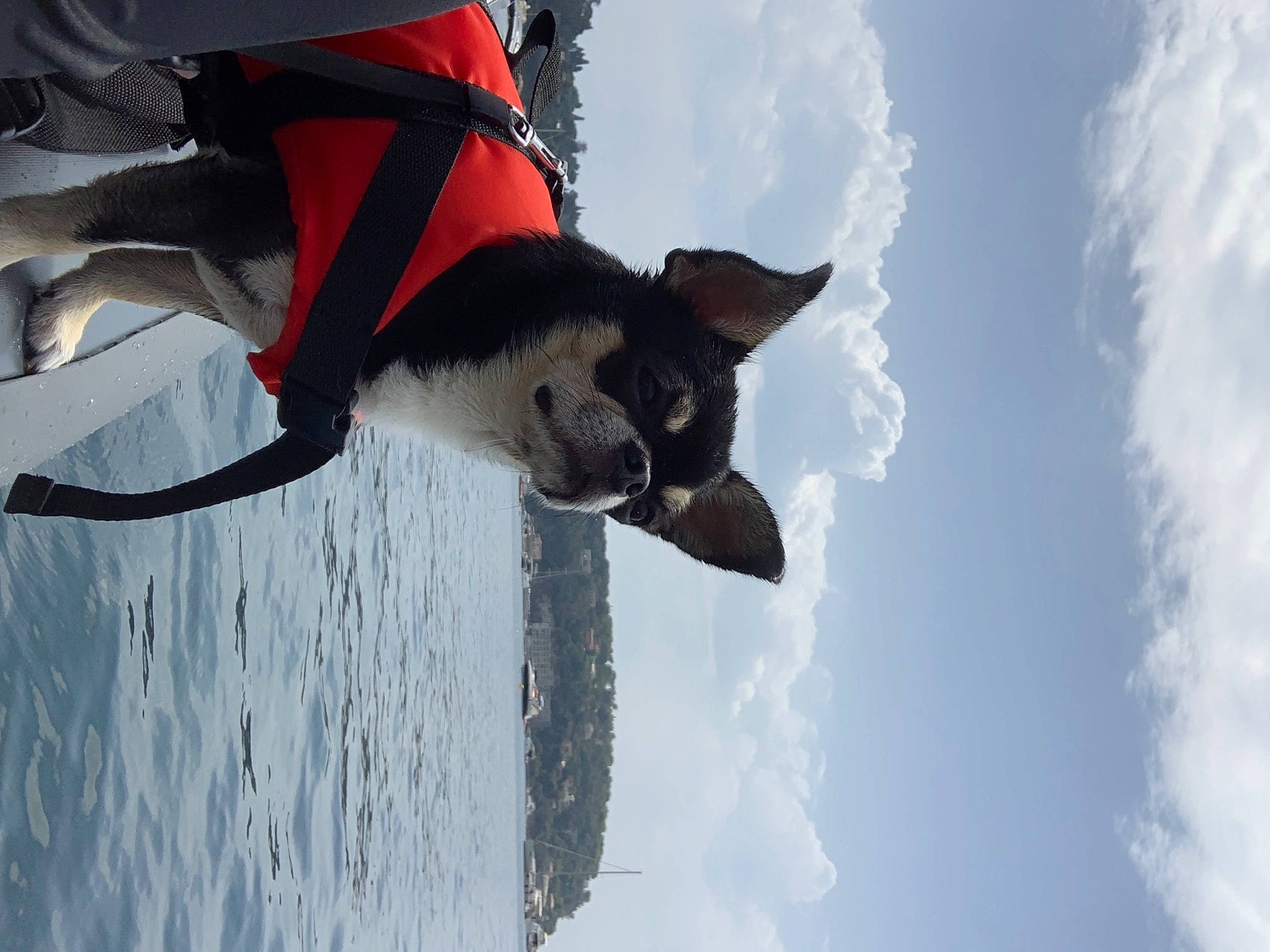 Nixon a rejoint le concours — aidez-le/la à gagner de superbes lots ! adventure, canidae, carmine, carnivore, cloud, collar, dog, dog_breed, freezing, fur, plant, recreation, sky, snout, snow, sporting_group, tail, tree, water, winter