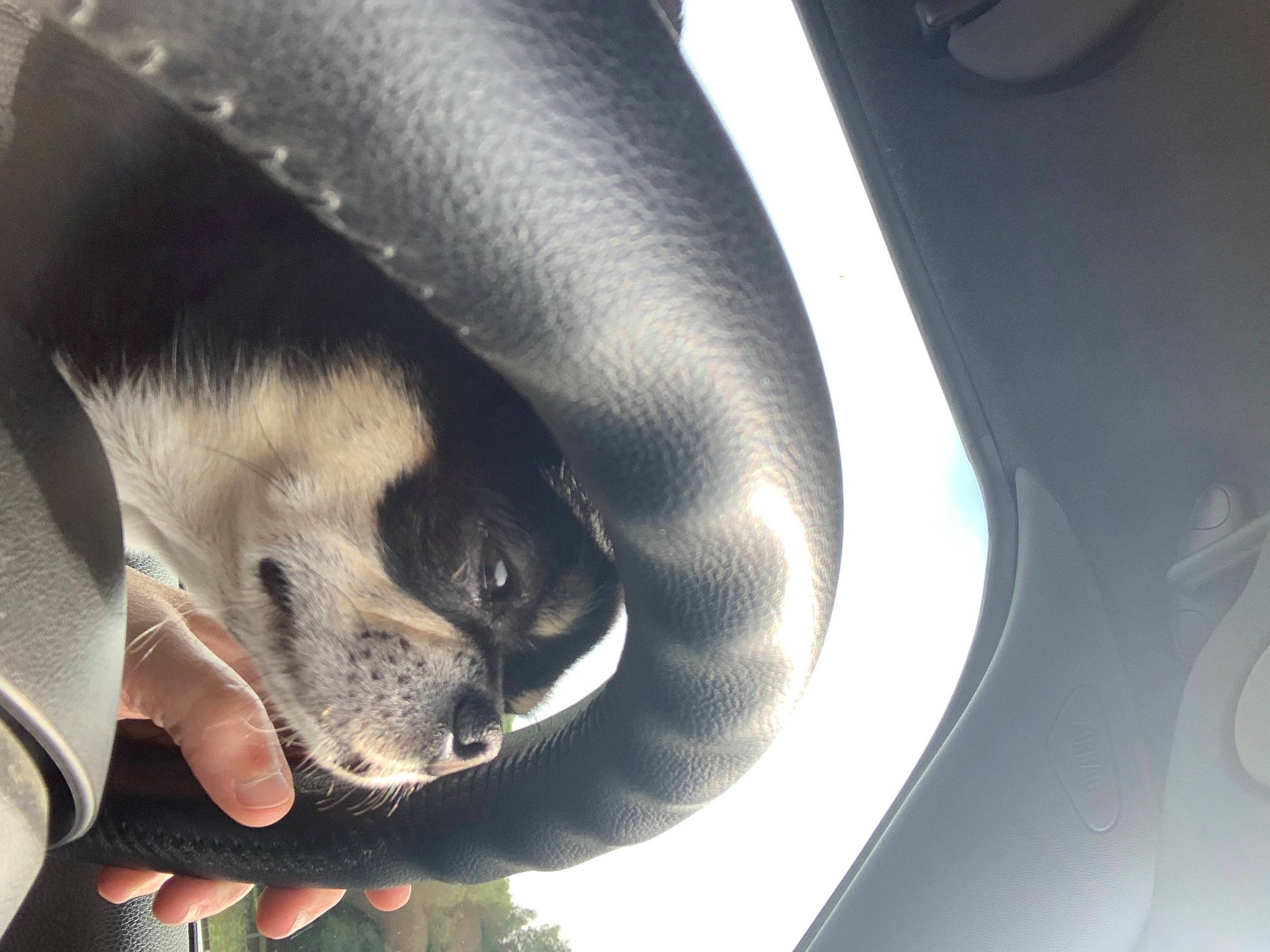 Nixon a rejoint le concours — aidez-le/la à gagner de superbes lots ! car, carnivore, cloud, comfort, companion_dog, dog, dog_breed, fawn, fur, luxury_vehicle, marine_mammal, paw, personal_luxury_car, snout, sporting_group, terrestrial_animal, vehicle, vehicle_door, whiskers, working_animal