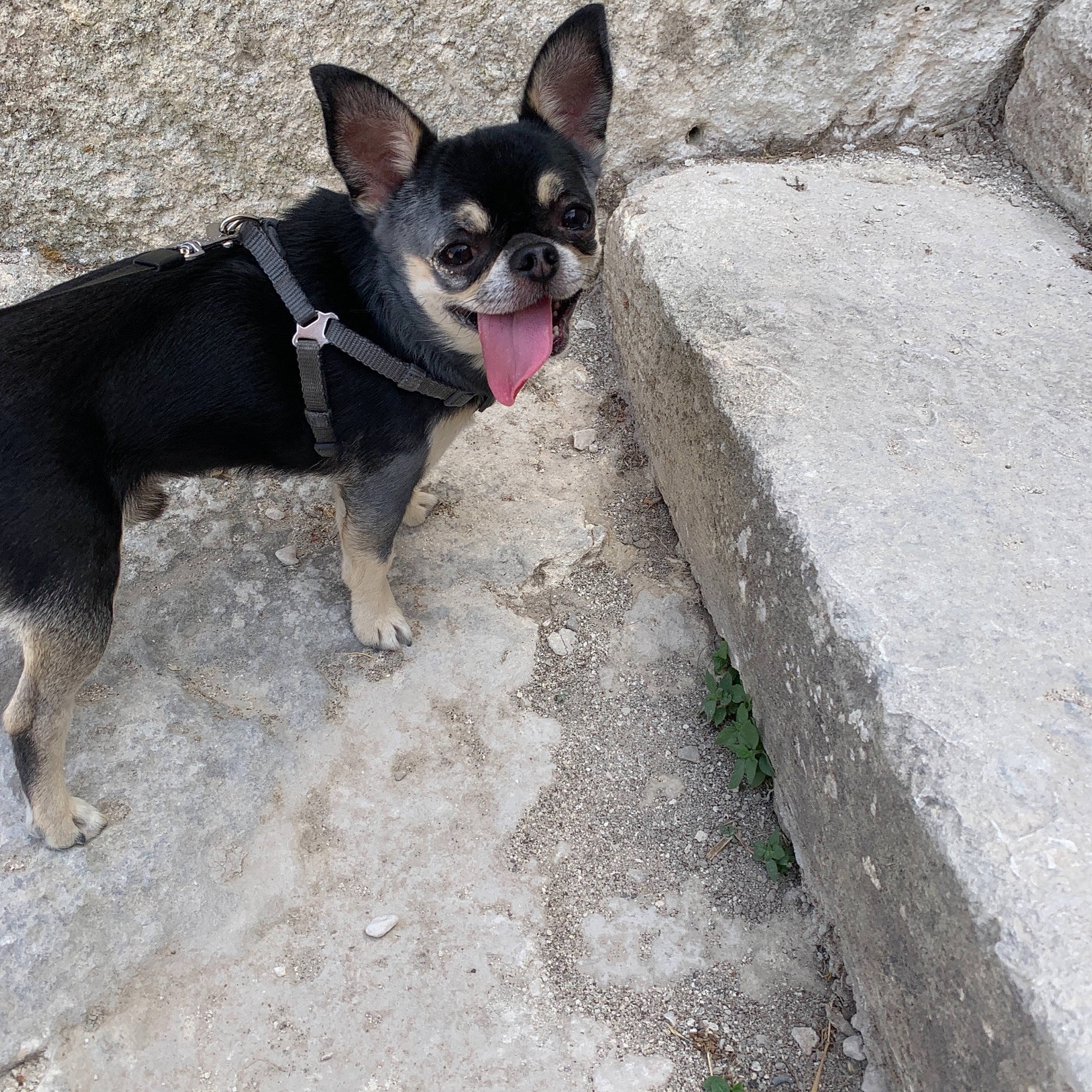 Nixon a rejoint le concours — aidez-le/la à gagner de superbes lots ! asphalt, boston_terrier, canidae, carnivore, collar, companion_dog, dog, dog_breed, dog_collar, dog_supply, fawn, grey, leash, pet_supply, road_surface, snout, sporting_group, tail, toy_dog, working_animal