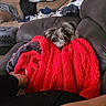 Janis joined the competition — help win amazing prizes! black_and_white_fur, couch, cozy, cuddled, dog, fluffy_blanket, home, indoor, laundry, living_room, pet, portrait, red_blanket, relaxed, resting, scruffy_fur, sleeping, small_dog, snout, warmth