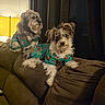 canine, collar, couch, cozy, curtain, dogs, festive_clothing, fluffy, home, indoor, lamp, lying_down, matching_outfits, pajamas, pet, portrait, scruffy, shaggy, sitting, two_dogs