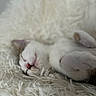 Boo a rejoint le concours — aidez-le/la à gagner de superbes lots ! animal, cat, closeup, comfort, cozy, cute, feline, fluffy, fur, indoors, nap, nose, paws, peaceful, pet, relaxation, resting, sleeping, soft_texture, white
