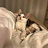 Boo participe au concours pour gagner de l'argent avec cette photo : animal, bed, cat, cozy, curious, cute, ears, fur, indoor, kitten, pet, pink_paws, relaxed, resting, small, soft, tabby, whiskers, white_blanket, young