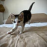 animal, bed, bedding, cat, cozy, curious, cute, domestic, feline, fur, home, indoor, kitten, lamp, pet, pillow, playful, tail, whiskers, young