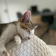 Boo a rejoint le concours — aidez-le/la à gagner de superbes lots ! calm, cat, closeup, cozy, cute, domestic, feline, fur, indoor, kitten, knit_blanket, nap, paw, pet, relaxation, rest, sleeping, soft_light, texture, whiskers