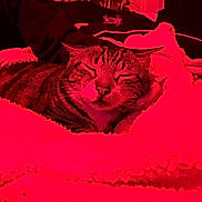 Jingles is registered to the contest to win money with this photo: cat, tabby, sleeping, blanket, cozy, indoor, pet, resting, feline, fur, warm, comfort, closeup, animal, relaxing, bedroom, soft, cute, domestic, red_light