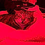 cat, tabby, sleeping, blanket, cozy, indoor, pet, resting, feline, fur, warm, comfort, closeup, animal, relaxing, bedroom, soft, cute, domestic, red_light