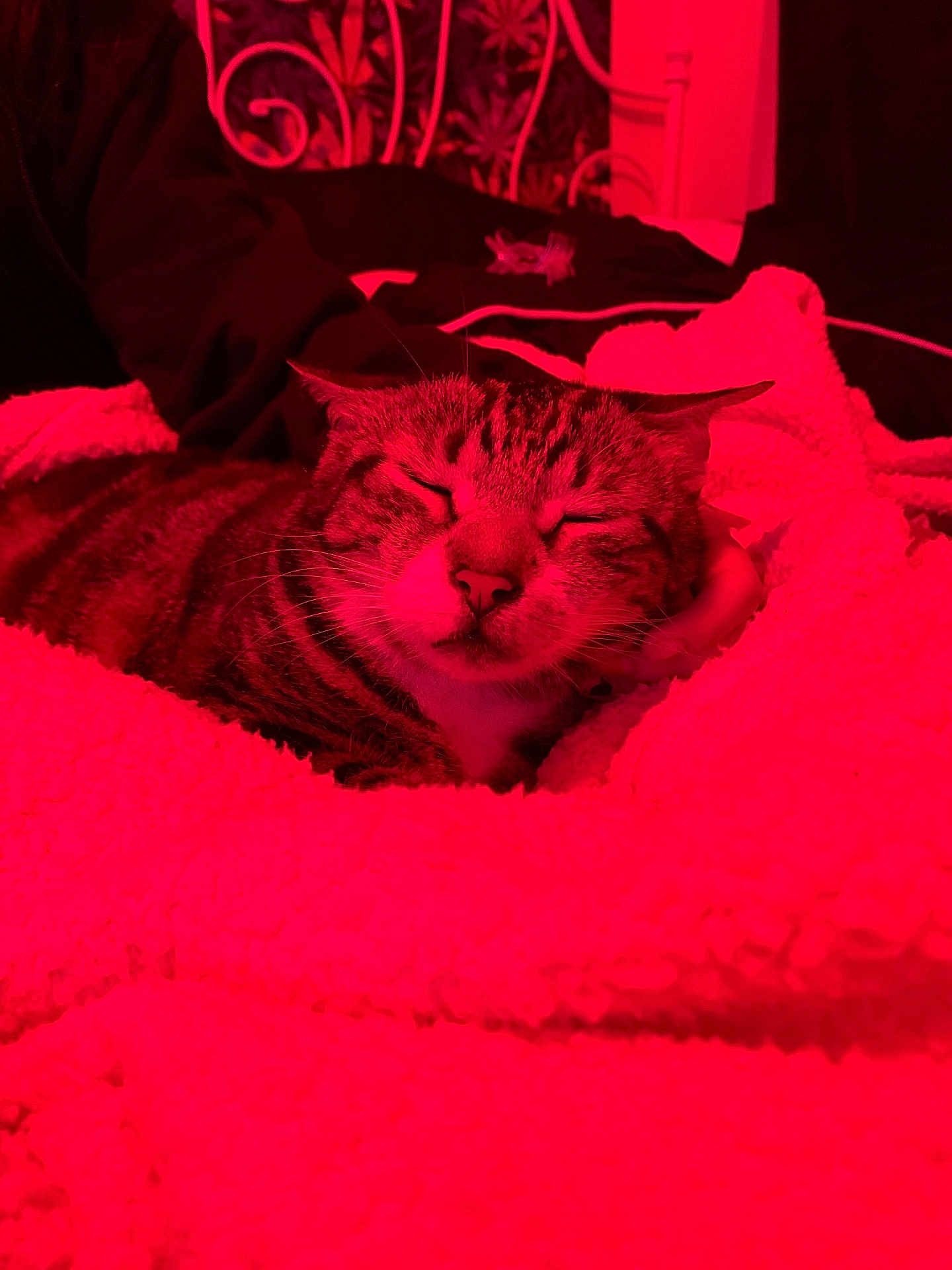 Jingles is registered to the contest to win money with this photo: cat, tabby, sleeping, blanket, cozy, indoor, pet, resting, feline, fur, warm, comfort, closeup, animal, relaxing, bedroom, soft, cute, domestic, red_light