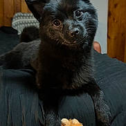 Onyx joined the competition — help win amazing prizes! dog, black_dog, plush_toy, bed, indoor, wooden_wall, curious, pet, animal, fur, ears, face, toy, cute, playful, lying_down, cozy, soft_lighting, room, house