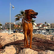 Zion joined the competition — help win amazing prizes! dog, brown_dog, rocks, marina, boats, buildings, clear_sky, daytime, outdoor, pet, canine, tongue_out, collar, standing, nature, waterfront, lamp_post, palm_tree, urban, sunny