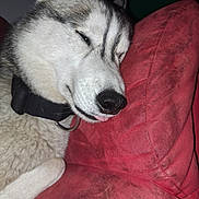 Sola participe au concours pour gagner de l'argent avec cette photo : dog, husky, resting, couch, red_cushion, close_up, pet, sleepy, indoor, fur, collar, nose, paw, face, animal, domestic_animal, relaxed, cozy, comfort, portrait