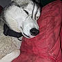 dog, husky, resting, couch, red_cushion, close_up, pet, sleepy, indoor, fur, collar, nose, paw, face, animal, domestic_animal, relaxed, cozy, comfort, portrait