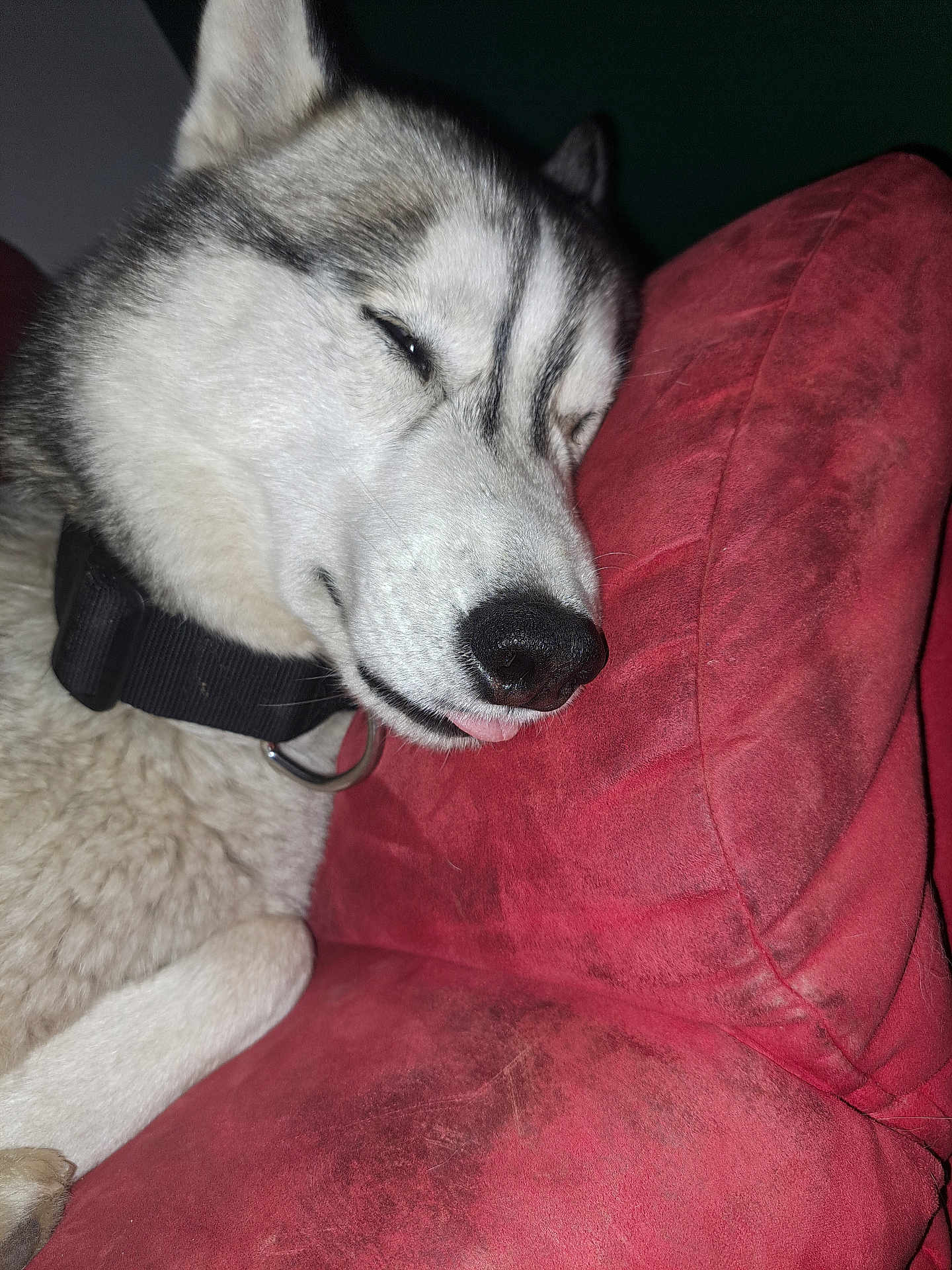 Sola participe au concours pour gagner de l'argent avec cette photo : dog, husky, resting, couch, red_cushion, close_up, pet, sleepy, indoor, fur, collar, nose, paw, face, animal, domestic_animal, relaxed, cozy, comfort, portrait