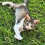 animal, cat, collar, curious, cute, fur, grass, green, kitten, nature, outdoor, paw, pet, playful, small, stretching, sunlight, tabby, white, young