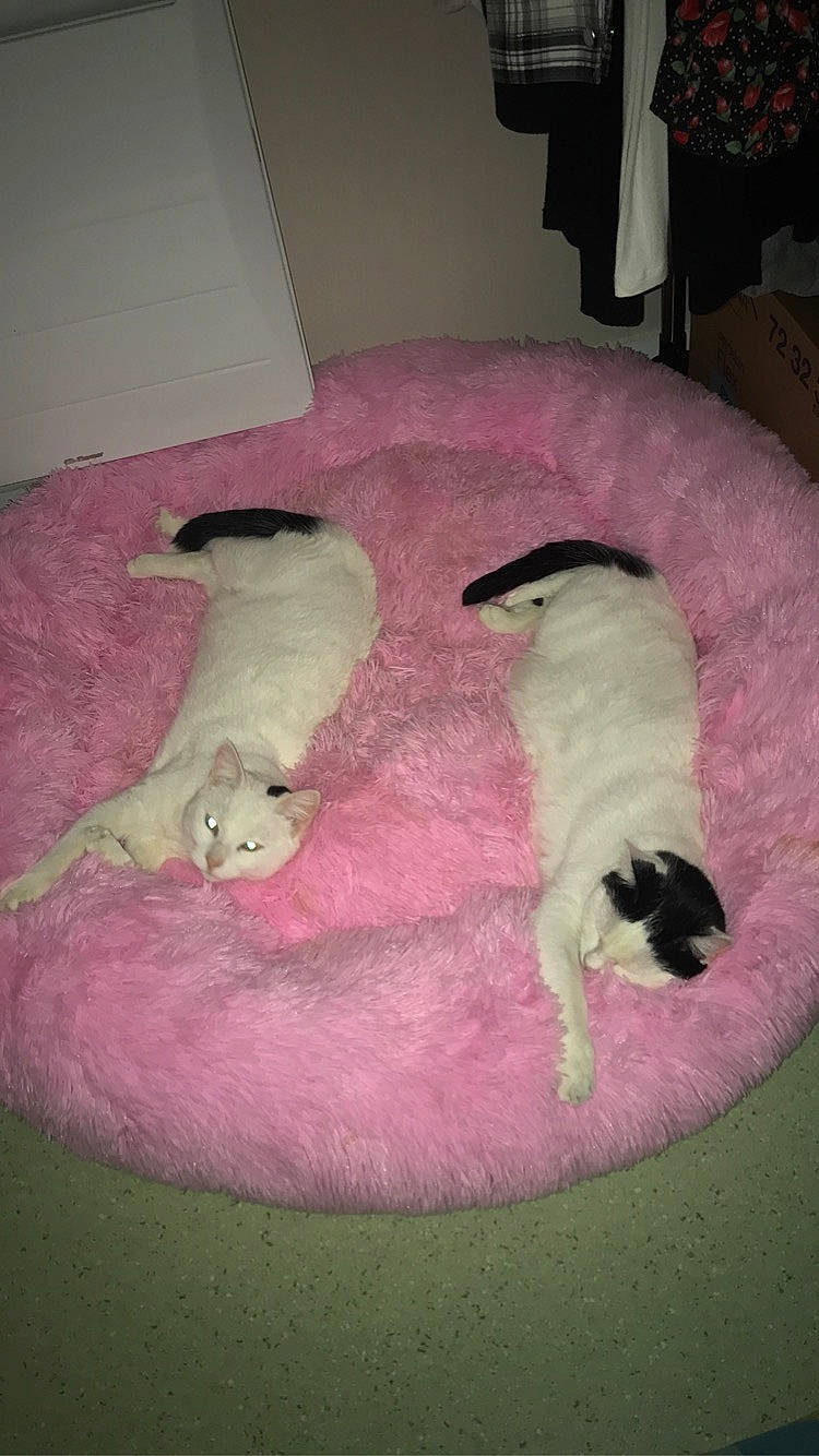 Calypso a rejoint le concours — aidez-le/la à gagner de superbes lots ! canidae, carnivore, companion_dog, dog, dog_breed, fawn, puppy, sporting_group, tail