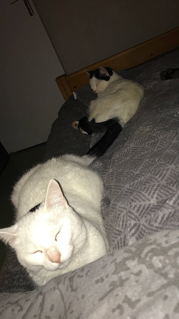 Calypso participe au concours pour gagner de l'argent avec cette photo : burmilla, carnivore, cat, fawn, felidae, fur, khao_manee, kitten, nose, small_to_medium_sized_cats, tail, turkish_angora, turkish_van, whiskers