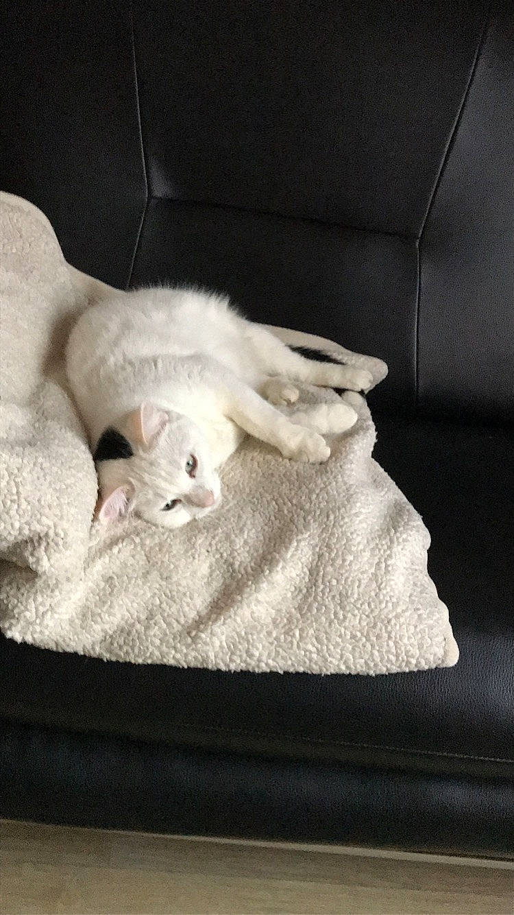 Calypso participe au concours pour gagner de l'argent avec cette photo : burmilla, carnivore, cat, felidae, fur, kitten, norwegian_forest_cat, paw, polydactyl_cat, ragdoll, small_to_medium_sized_cats, tail, turkish_angora, turkish_van, whiskers