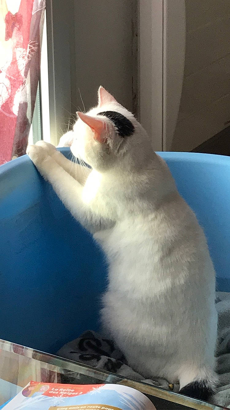 Calypso participe au concours pour gagner de l'argent avec cette photo : asian, balinese, burmilla, carnivore, cat, colorpoint_shorthair, domestic_short_haired_cat, felidae, small_to_medium_sized_cats, snout, snowshoe, tail, thai, tonkinese, whiskers