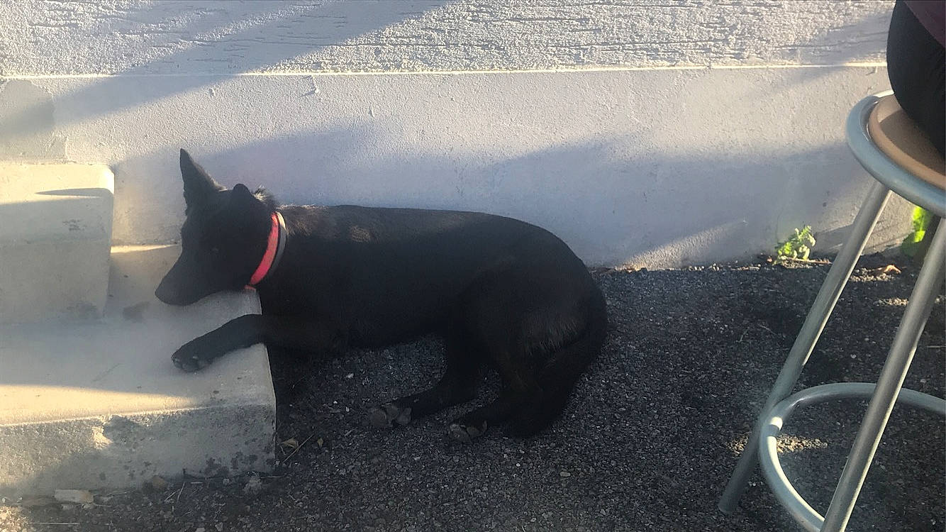 Olive participe au concours pour gagner de l'argent avec cette photo : canidae, carnivore, dog, dog_breed, non_sporting_group, schipperke, snout, sporting_group, tail