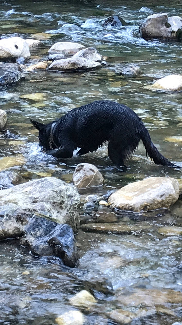 Olive participe au concours pour gagner de l'argent avec cette photo : canidae, carnivore, river, rock, stream, tail, water, water_resources, watercourse