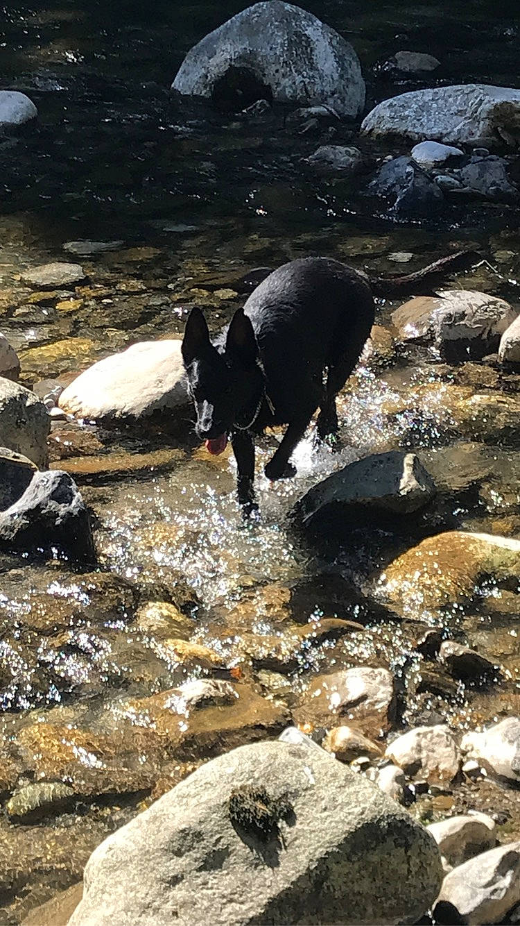 Olive a rejoint le concours — aidez-le/la à gagner de superbes lots ! canidae, domestic_pig, rock, snout, water, wildlife