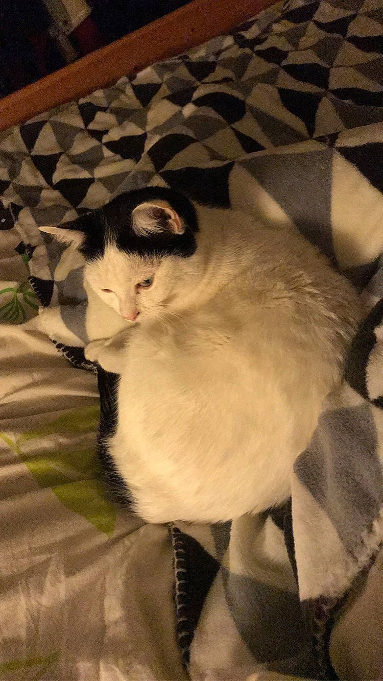 Liloo participe au concours pour gagner de l'argent avec cette photo : carnivore, cat, felidae, fur, small_to_medium_sized_cats, tail, whiskers