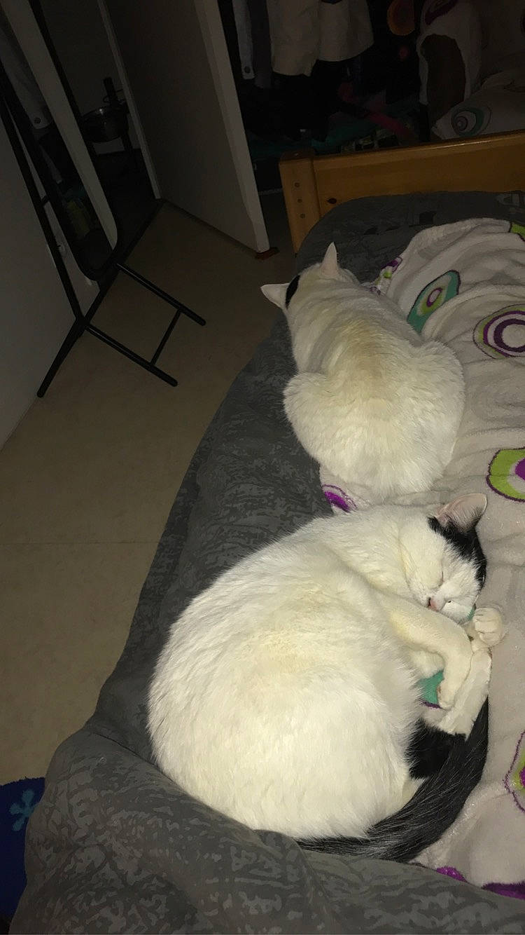 Liloo a rejoint le concours — aidez-le/la à gagner de superbes lots ! bichon, canidae, carnivore, cat, dog_breed, maltese, puppy, tail