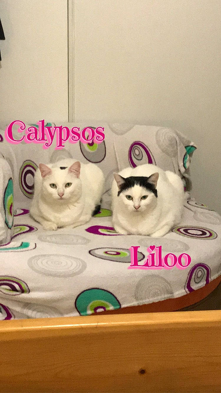 Liloo participe au concours pour gagner de l'argent avec cette photo : asian, carnivore, cat, felidae, kitten, persian, photo_caption, pink, small_to_medium_sized_cats, turkish_angora, turkish_van, whiskers
