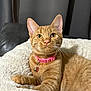 cat, ginger_cat, pet, collar, pink_collar, heart_tag, fluffy_blanket, indoor, feline, whiskers, ears, alert, lying_down, cute, domestic_cat, animal, fur, tail, closeup, portrait