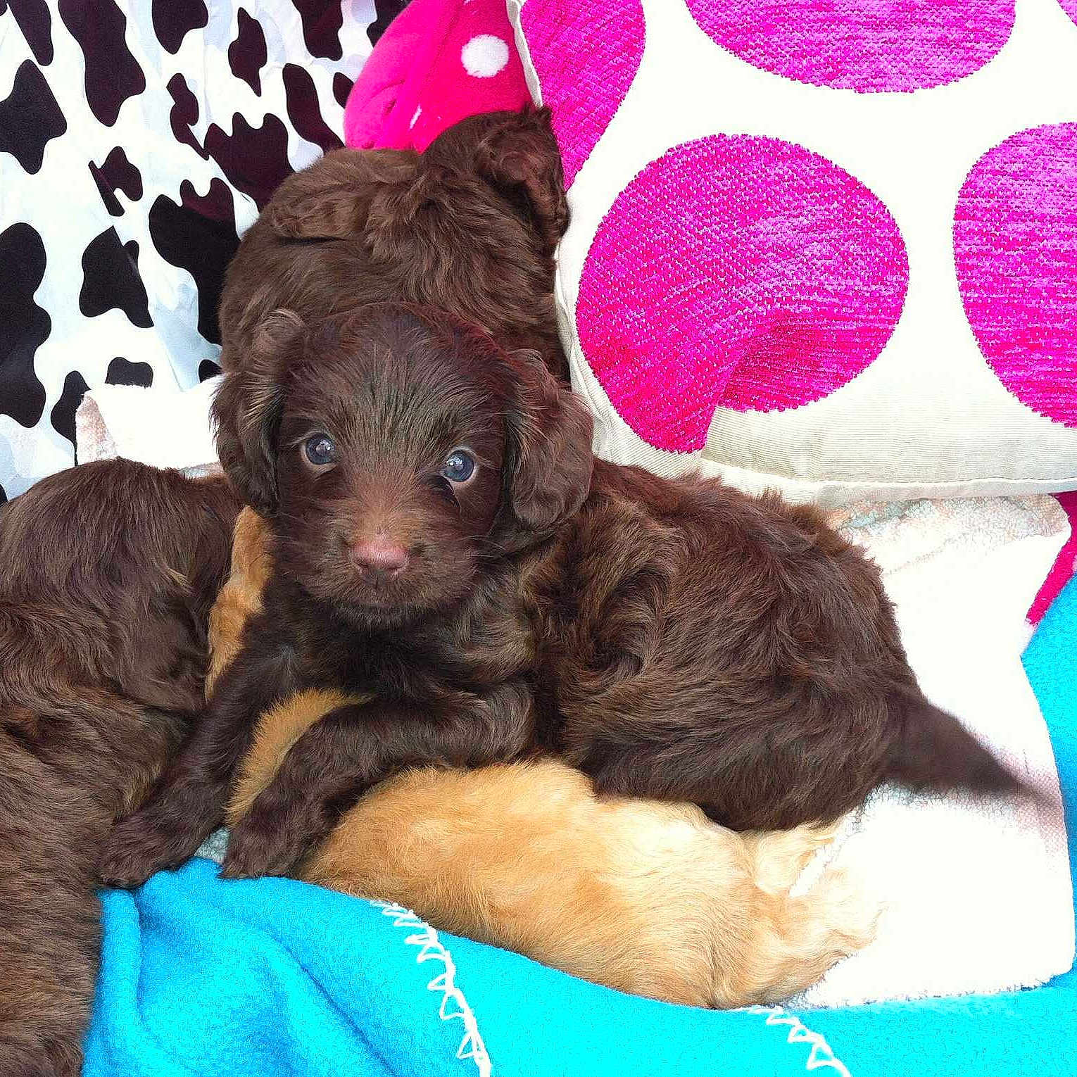 Dora is registered to the contest to win money with this photo: