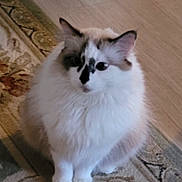 Crystal is registered to the contest to win money with this photo: animal, calm, cat, curious, cute, domestic_cat, ears, face_markings, floor, fluffy, fur, indoor, patterned_rug, paws, pet, quiet, rug, sitting, whiskers, white