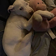 Rambo joined the competition — help win amazing prizes! animal, comfort, companion, cozy, cuddle, cute, dog, domestic, friendship, indoor, lying_down, pet, puppy, relaxing, sleepy, snuggle, soft, stuffed_animal, toy, white_dog