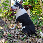 Dodger joined the competition — help win amazing prizes! dog, black_and_white, sitting, outdoor, garden, backyard, tree, leaves, foliage, nature, animal, pet, portrait, sunlight, house, ground, dry_leaves, upright_ears, open_mouth, happy
