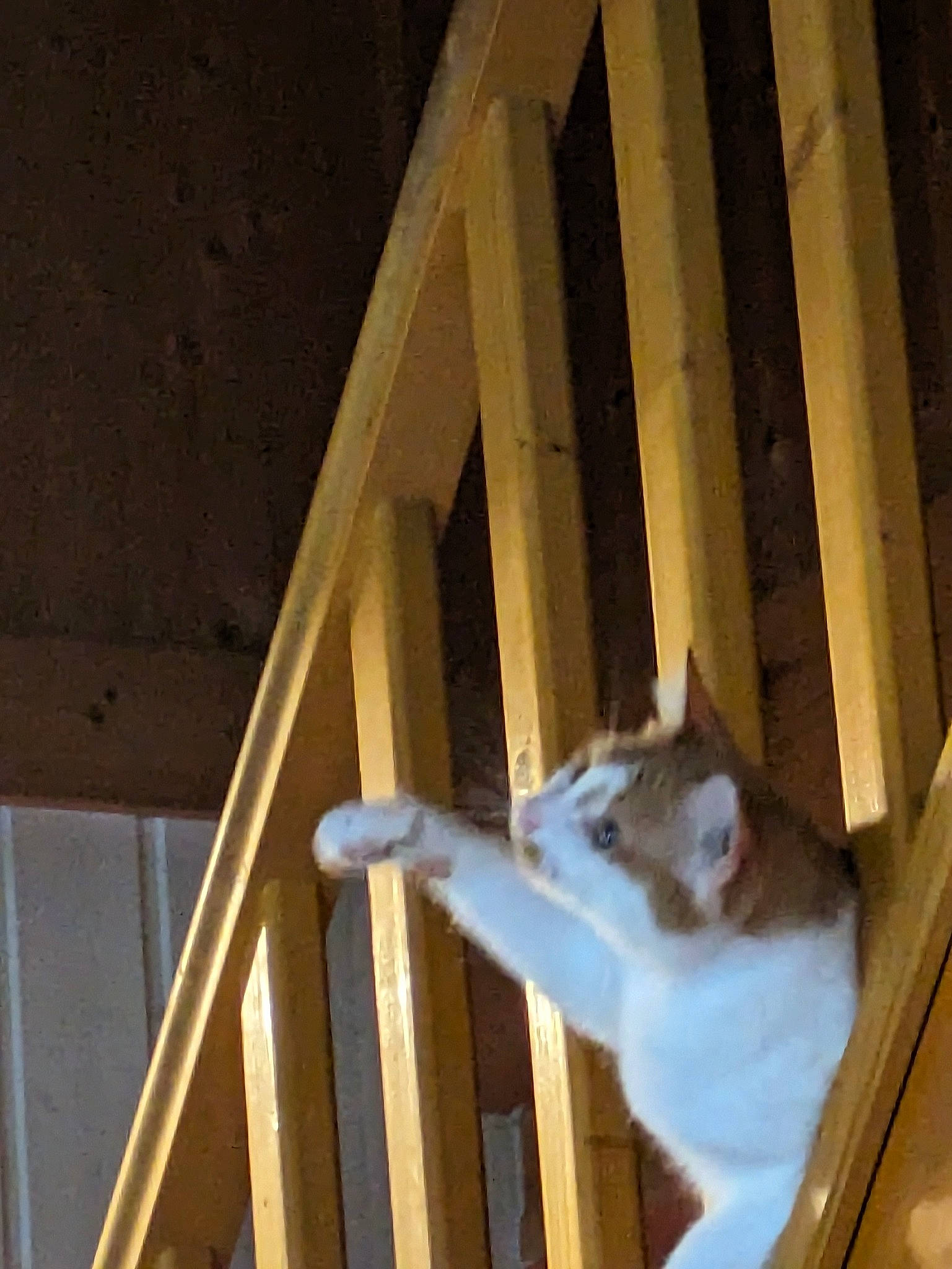 Chat participe au concours pour gagner de l'argent avec cette photo : carnivore, cat, daylighting, domestic_short_haired_cat, felidae, fur, handrail, hardwood, lumber, plywood, room, small_to_medium_sized_cats, tail, tints_and_shades, whiskers, window, wood, wood_stain