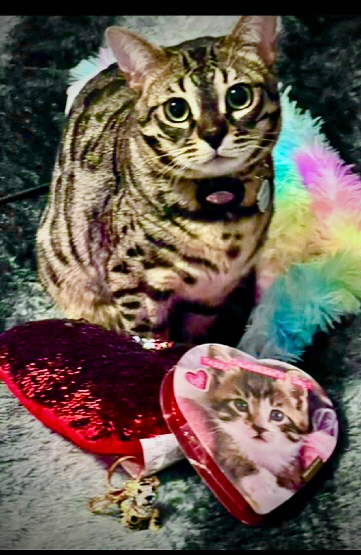 Bynx joined the competition — help win amazing prizes! abyssinian, accessories, animal, bag, cat, cushion, egyptiancat, face, food, handbag, head, homedecor, kitten, manx, person, pet, photography, purple, sweets, velvet