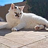 Tahina participe au concours pour gagner de l'argent avec cette photo : cat, white_cat, outdoor, sunlight, relaxed, animal, pet, feline, patches, calm, lying_down, tiled_surface, blurred_background, nature, domestic_cat, whiskers, ears, tail, daytime, sunny