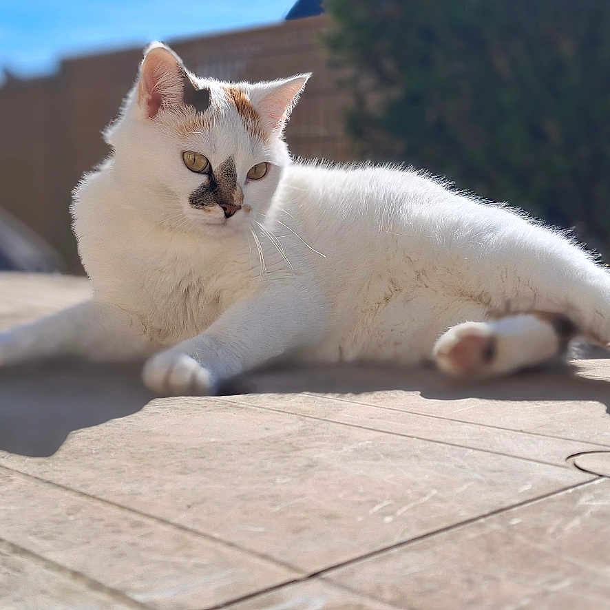 Tahina participe au concours pour gagner de l'argent avec cette photo : cat, white_cat, outdoor, sunlight, relaxed, animal, pet, feline, patches, calm, lying_down, tiled_surface, blurred_background, nature, domestic_cat, whiskers, ears, tail, daytime, sunny