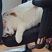 Tahina a rejoint le concours — aidez-le/la à gagner de superbes lots ! cat, white_cat, brown_patches, office_chair, black_chair, cat_hair, relaxed, sleepy, indoor, wooden_floor, radiator, furniture, pet, animal, resting, paw, chair_armrest, home, cozy, domestic