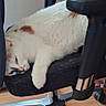 cat, white_cat, brown_patches, office_chair, black_chair, cat_hair, relaxed, sleepy, indoor, wooden_floor, radiator, furniture, pet, animal, resting, paw, chair_armrest, home, cozy, domestic