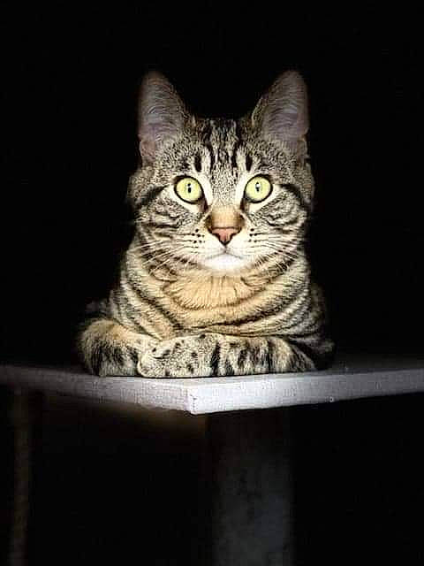 Rafiki a rejoint le concours — aidez-le/la à gagner de superbes lots ! carnivore, cat, curious, felidae, fur, grey, rectangle, sitting, small_to_medium_sized_cats, snout, terrestrial_animal, whiskers, window