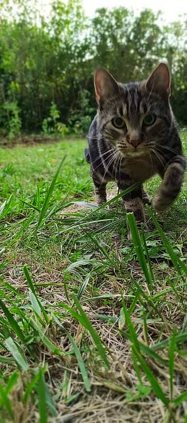 Rafiki a rejoint le concours — aidez-le/la à gagner de superbes lots ! carnivore, cat, domestic_short_haired_cat, felidae, fur, grass, grass_family, grassland, groundcover, herbaceous_plant, hierochloe, paw, plant, sedge_family, small_to_medium_sized_cats, snout, tail, terrestrial_animal, terrestrial_plant, whiskers