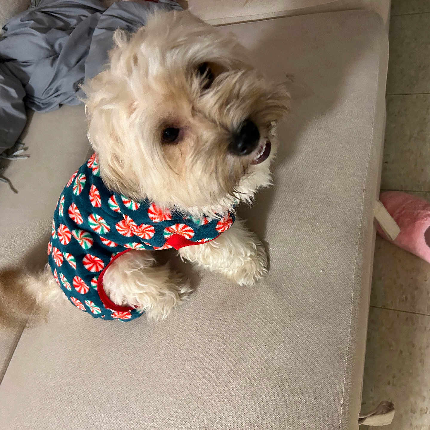 Prince joined the competition — help win amazing prizes! animal, blanket, canine, couch, cozy, cute, dog, domestic, floor_tiles, fluffy_fur, furniture, happy, home, indoor, patterned_clothing, pet, slippers, small_dog, sweater, tail_wagging