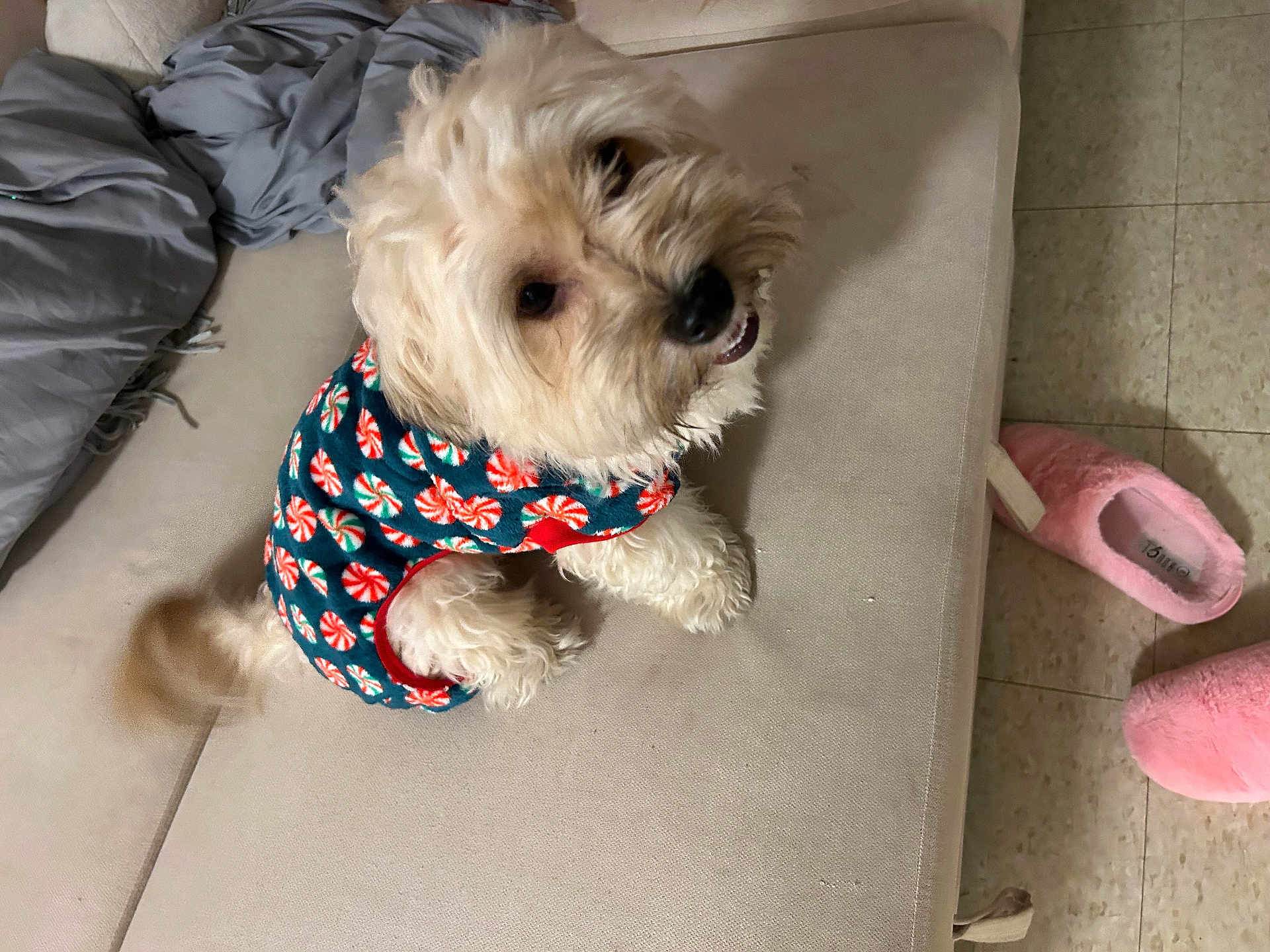 Prince joined the competition — help win amazing prizes! dog, pet, small_dog, fluffy_fur, sweater, patterned_clothing, couch, blanket, slippers, tail_wagging, indoor, floor_tiles, happy, cute, cozy, furniture, home, animal, canine, domestic