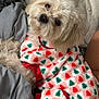 dog, pet, cozy, blanket, clothing, festive, christmas, sweater, cute, fluffy, indoor, comfort, animal, fur, portrait, warm, relaxing, holiday, sleepy, soft