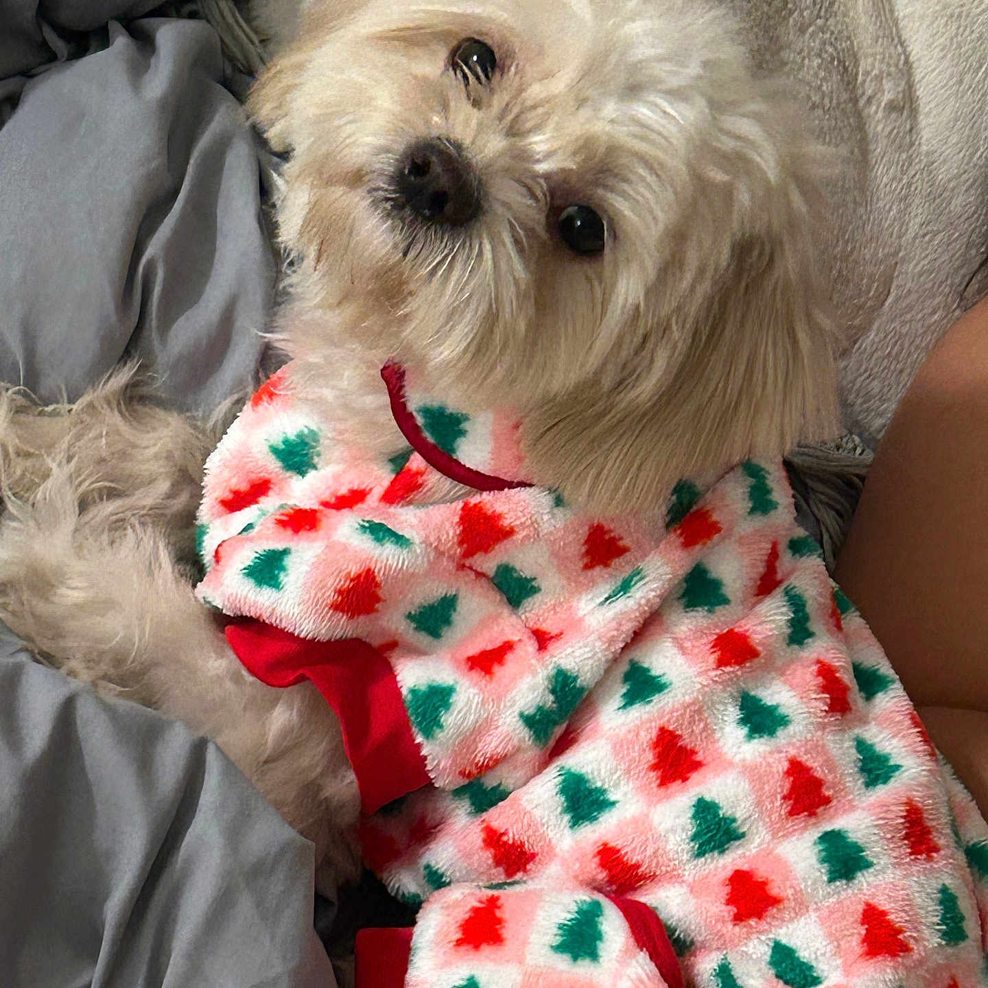 Daisy joined the competition — help win amazing prizes! animal, blanket, christmas, clothing, comfort, cozy, cute, dog, festive, fluffy, fur, holiday, indoor, pet, portrait, relaxing, sleepy, soft, sweater, warm