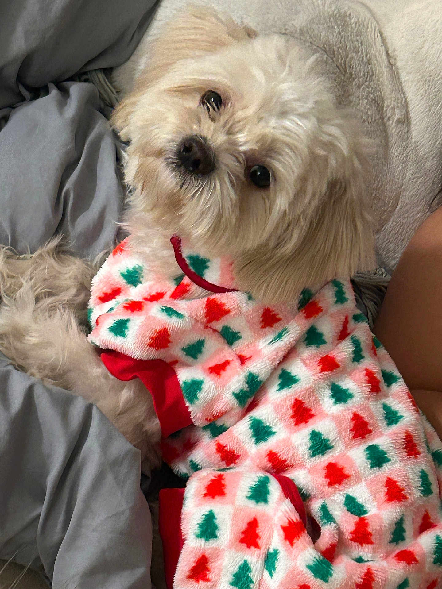 Daisy