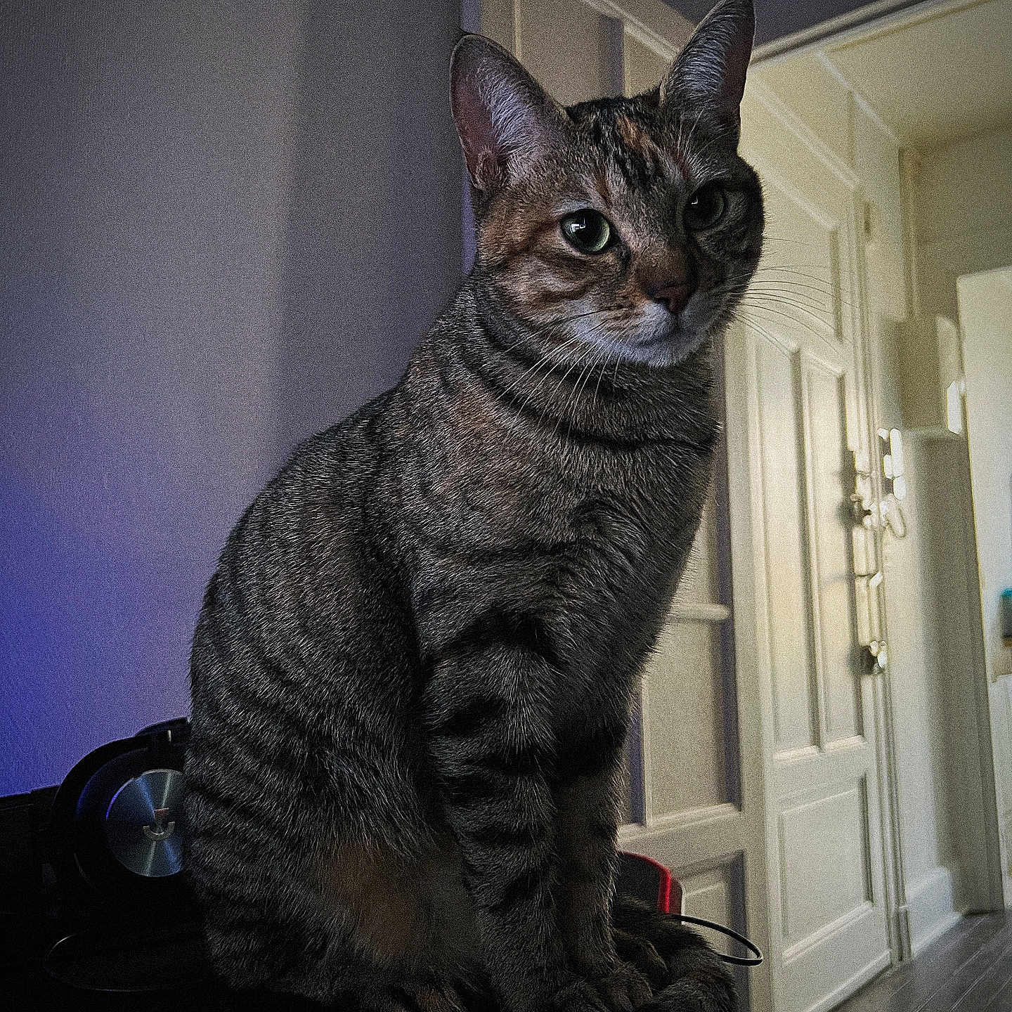 Yumi a rejoint le concours — aidez-le/la à gagner de superbes lots ! animal, calm, cat, cozy, curiosity, domestic, door, feline, floor, fur, green_eyes, house, indoor, pet, portrait, quiet, shadow, sitting, tabby, whiskers