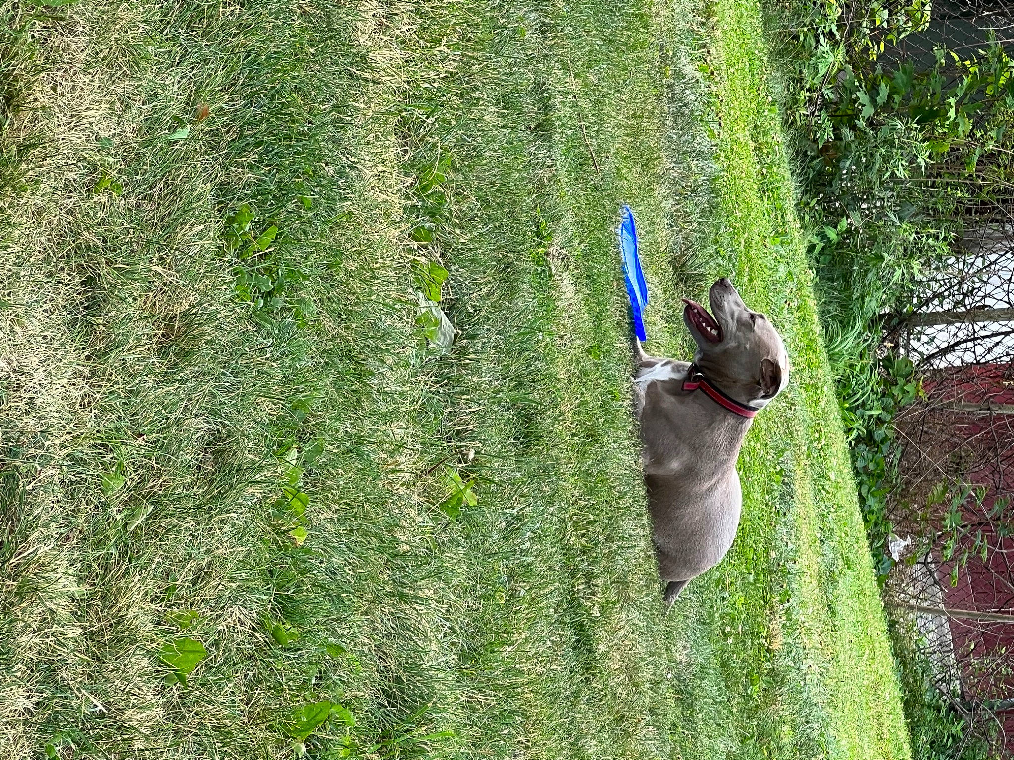 Poppy is registered to the contest to win money with this photo: biome, botany, forest, grass, grass_family, grassland, groundcover, landscape, leaf, leisure, natural_environment, people_in_nature, plant, shrub, tail, terrestrial_plant, tree, trunk, vegetation, wood