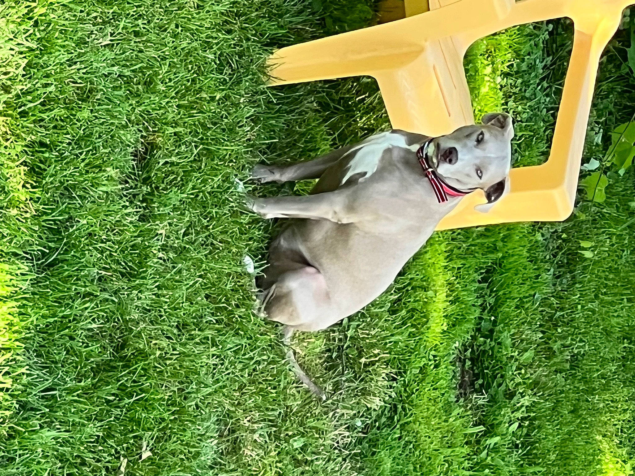 Poppy is registered to the contest to win money with this photo: canidae, carnivore, chair, companion_dog, dog, dog_breed, fawn, grass, grass_family, grassland, green, groundcover, lawn, people_in_nature, plant, shrub, sporting_group, tail, tree, working_animal