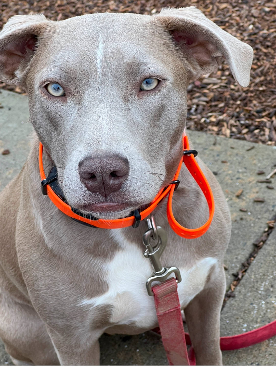 Poppy joined the competition — help win amazing prizes! canidae, carnivore, collar, companion_dog, dog, dog_breed, dog_collar, dog_supply, fawn, non_sporting_group, pet_supply, rampur_greyhound, sighthound, snout, sporting_group, terrestrial_animal, whiskers, working_animal